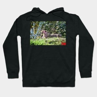 Gepard / Swiss Artwork Photography Hoodie